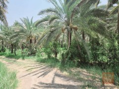 دونم طابو زراعي للبيع في كربلاء
