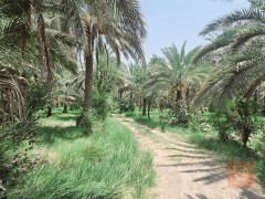 دونم طابو زراعي للبيع في كربلاء