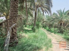 دونم طابو زراعي للبيع في كربلاء