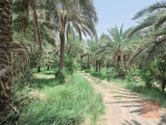 دونم طابو زراعي للبيع في كربلاء