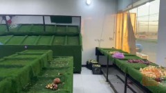 ميوزه للبيع في كربلاء