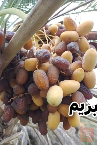 null فسائل بريمات للبيع