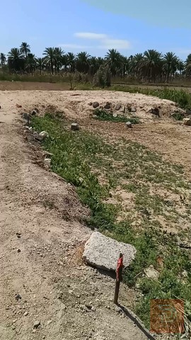 ارض زراعيه مساحتها ٢٥٠٠ متر للبيع في كربلاء المقدسة