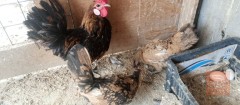 ديج اسباني مع دجاجات وبيض للبيع في واسط
