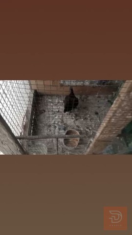 ديج اسباني مع دجاجات وبيض للبيع في واسط