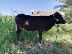 بجر درجة اولى سمينة للبيع في بابل