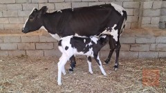 عجل استرالي ولاد جديد للبيع في البصرة