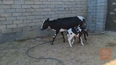 عجل استرالي ولاد جديد للبيع في البصرة