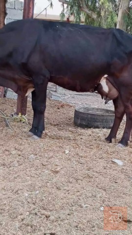 دابة فريزي مطفل مستعمل للبيع في بغداد