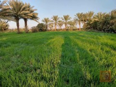 5 دوانم أرض زراعية في تاجي للبيع في بغداد