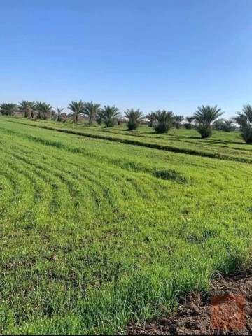 5 دوانم أرض زراعية في تاجي للبيع في بغداد
