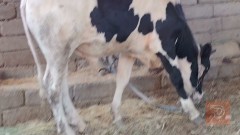 عجل افريزي خشن وسمين للبيع في البصرة