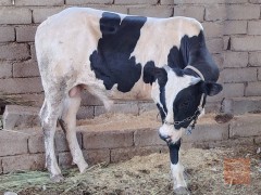 عجل افريزي خشن وسمين للبيع في البصرة