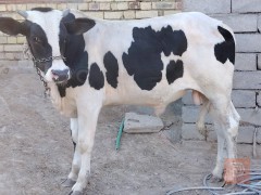 عجل افريزي خشن وسمين للبيع في البصرة