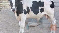 عجل افريزي خشن وسمين للبيع في البصرة