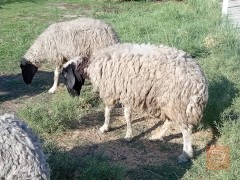 7 غنم خشنة للجناي للبيع في الديوانية