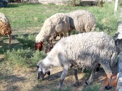 7 غنم خشنة للجناي للبيع في الديوانية