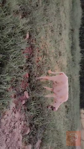 اباجير 2 فريزيات حر مستعمل للبيع في بابل