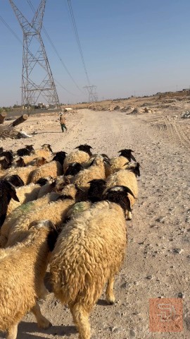 64 رأس طليان للبيع في ميسان