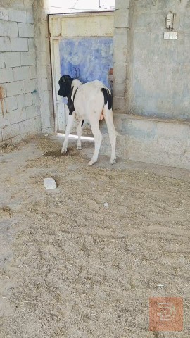 4 عجول ذكور في ميسان للبيع