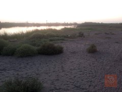 أرض زراعية 17 دونم في جزيرة الخالدية للبيع في الأنبار