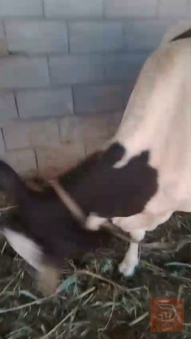 هايشه خشنه للمقايضة في البصرة