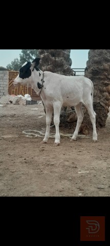 بقرة فريزيه 15 كيلوو للبيع في بابل