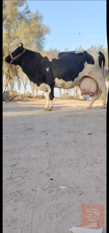 بقرة فريزيه 15 كيلوو للبيع في بابل
