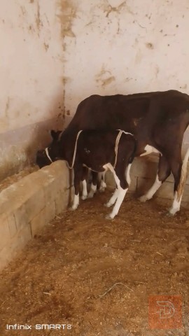 هايشة مطفل جواء عجل للمقايضة في البصرة
