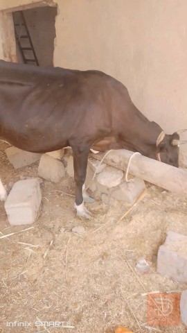 هايشة مطفل جواء عجل للمقايضة في البصرة