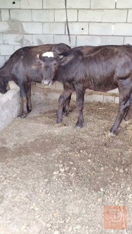 قطط صغيرة جميلة للبيع في بابل