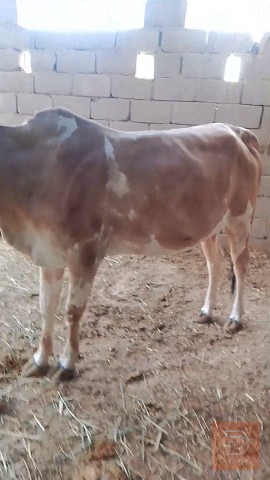 بكر اول بطn للبيع في البصرة