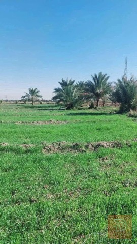 4 دوانم أرض زراعية طابو للبيع في بغداد
