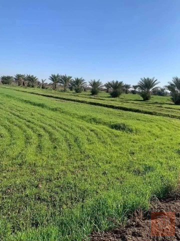 5 دوانم أرض زراعية في منطقة الشيخ عامر للبيع في بغداد