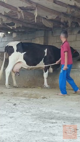 حيوان أليف