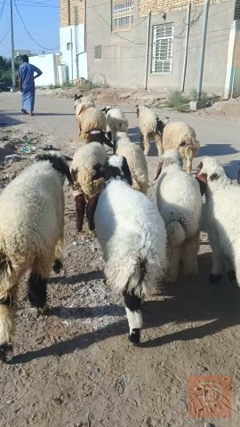 طليان فحله عدد 17 ناصحات للبيع في الديوانية
