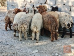 طليان سمان وكبار للبيع في الديوانية
