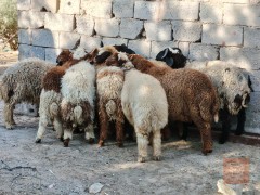 طليان سمان وكبار للبيع في الديوانية