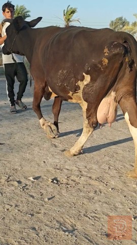 دابة نثية حليب مشروطة للبيع في ميسان