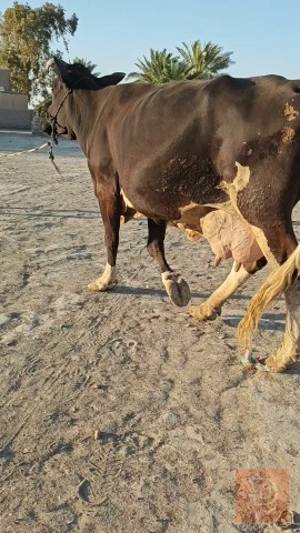 دابة نثية حليب مشروطة للبيع في ميسان