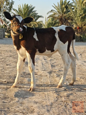دابة نثية حليب مشروطة للبيع في ميسان