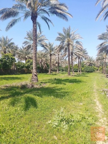 اراضي في منطقة العيساوية 30 دونم للبيع في بغداد