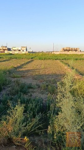 دونم طابو زراعي في الصقلاوية حويوة