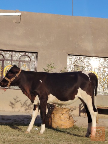 بقرة فريزيه مع بجر تلقيح هولشتاين للبيع في بابل