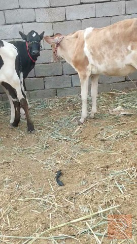 عجل للبيع في البصرة
