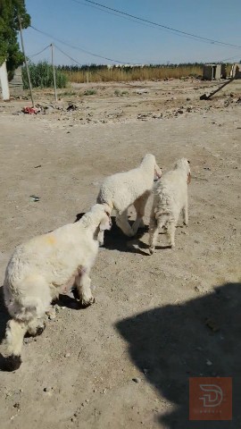 طليان ذكور وإناث للمناسبات للبيع في واسط