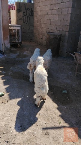 طليان ذكور وإناث للمناسبات للبيع في واسط