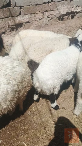 طليان فحله عدد 15 للبيع في الديوانية