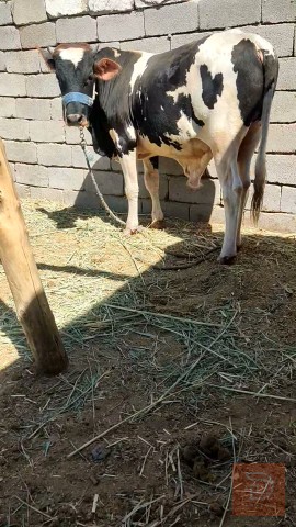 عجل سترالي للبيع في البصرة