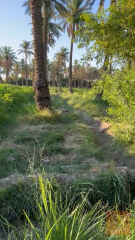 بستان 3 دوانم في الصقلاوية للبيع في الأنبار